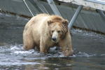 Bear Viewing Kodiak Island Alaska